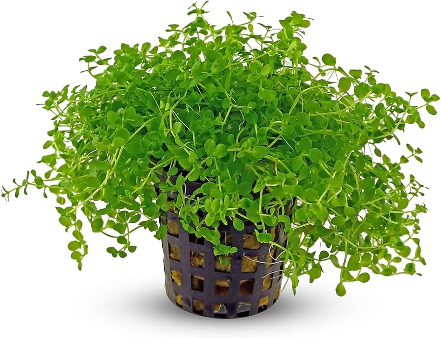 Hemianthus Monte Carlo